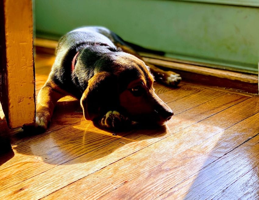 how to protect wood floors