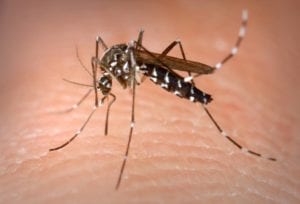 Mosquito Species Aedes Albopictus