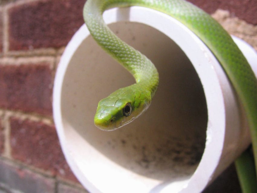 https://www.protoolreviews.com/wp-content/uploads/2017/12/Green_snake_on_wall_drain.jpg