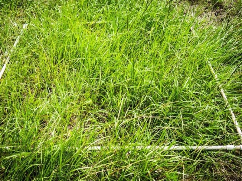 string trimmer grass testing