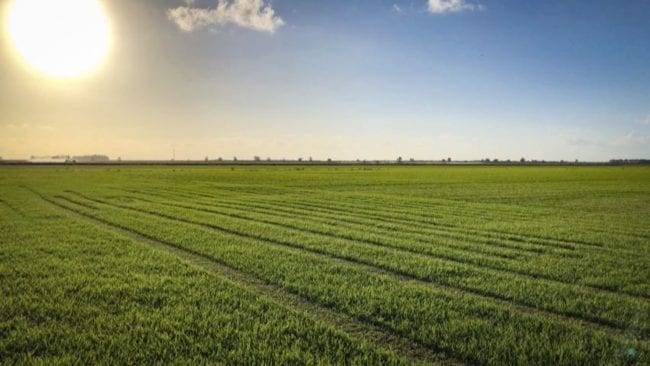 Floratam St Augustine grass sod farm
