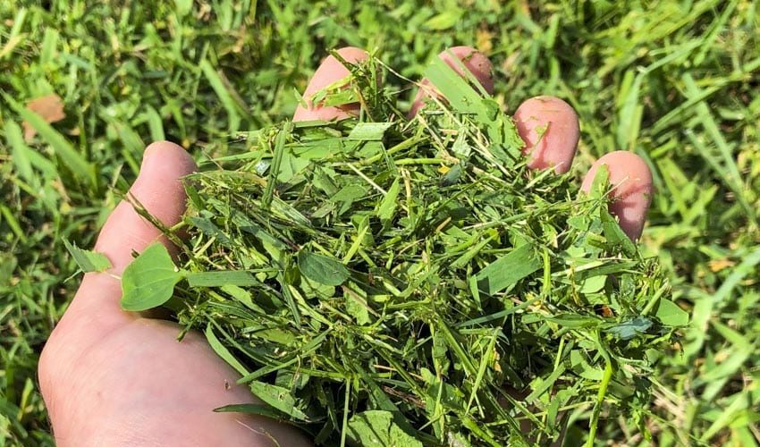Mulching Grass the Right Way for a Healthier Lawn
