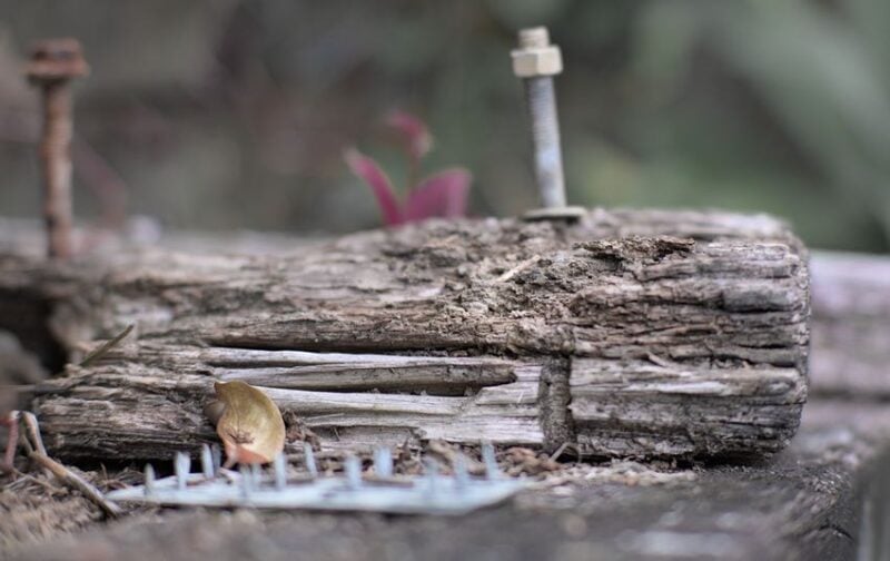 rotted wood insects termites