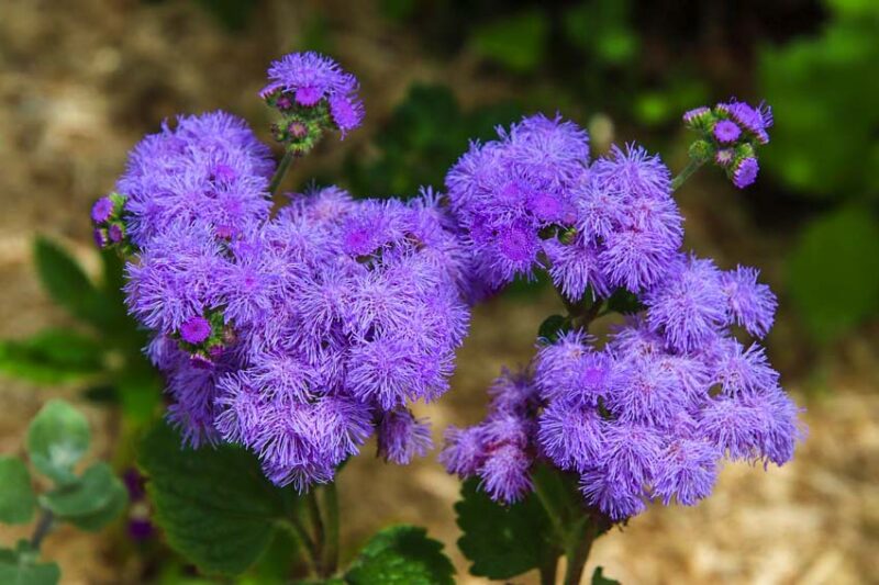 Plants that repel mosquitoes: Ageratum