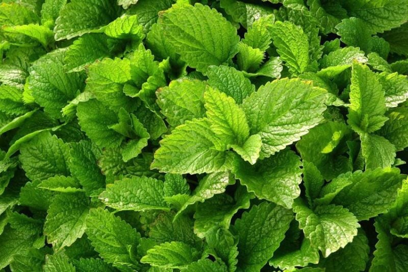 lemon balm