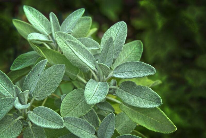 Plants that repel mosquitoes: sage
