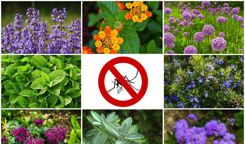 Plants that Repel Mosquitoes