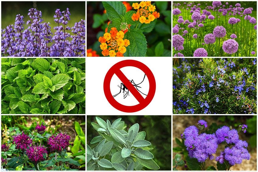 Plants that Repel Mosquitoes