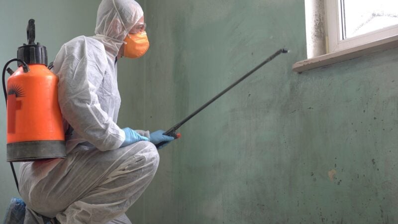 Mold Removal: When to DIY the Job or Hire A Pro