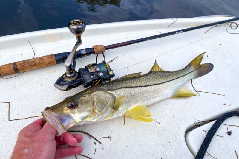 Penn Authority Spinning Reel with Snook