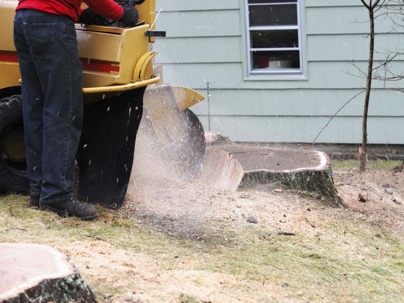 grinding stumps is the fastest way to remove them