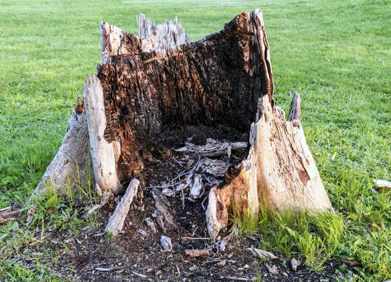 how to kill tree stumps