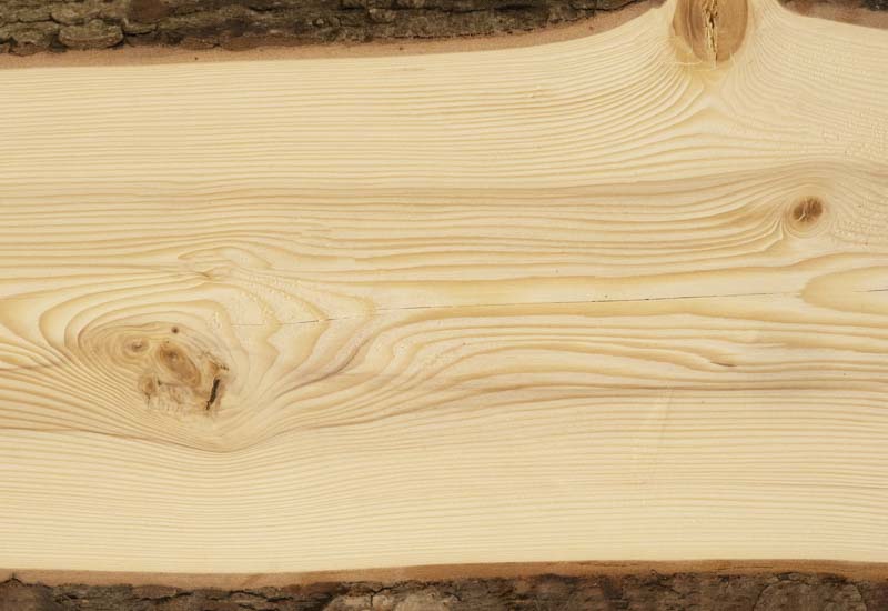 cross-section of fir tree wood
