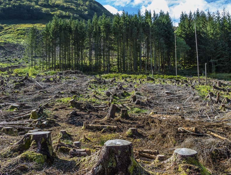 Sustainability is an important consideration when choosing wood. Logging companies have overharvested some types of timber trees, resulting in deforestation. 