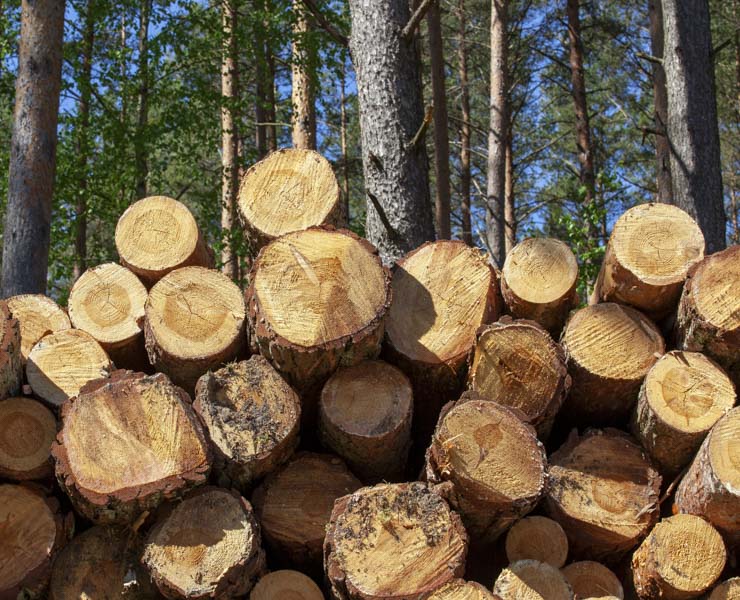 types of softwood

pine